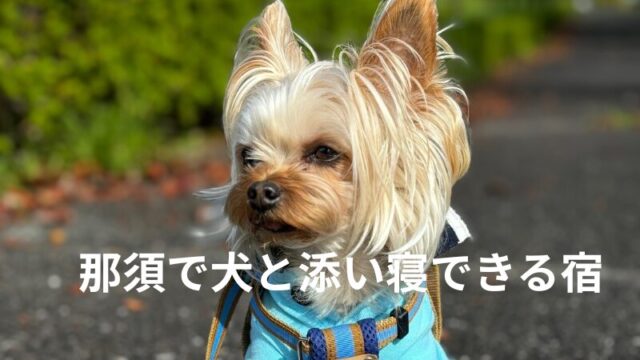 那須で犬と添い寝できる宿