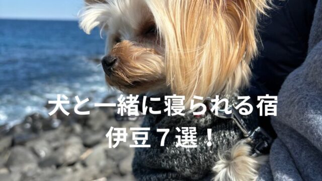 犬と一緒に寝られる宿伊豆