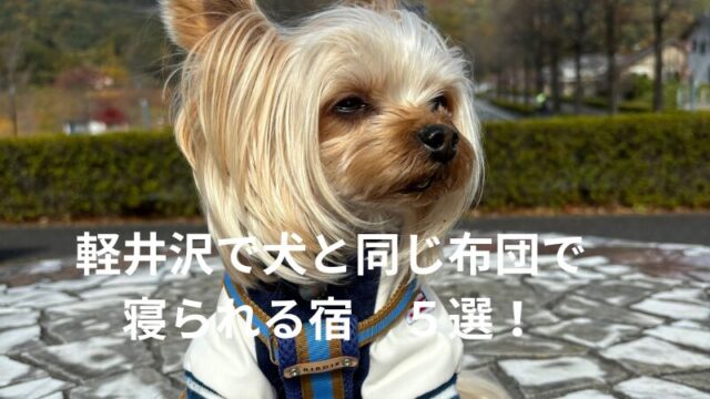 軽井沢で犬と同じ布団で寝られる宿